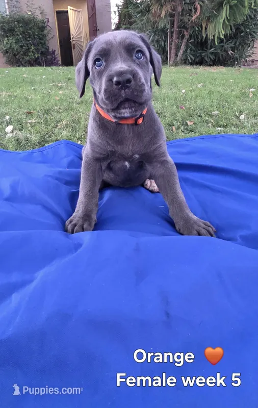 Ms. Orange  – Cane Corso puppy for sale in Bakersfield, CA