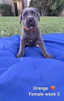 Ms. Orange , a female Cane Corso for sale in Bakersfield, CA – 1 of 1