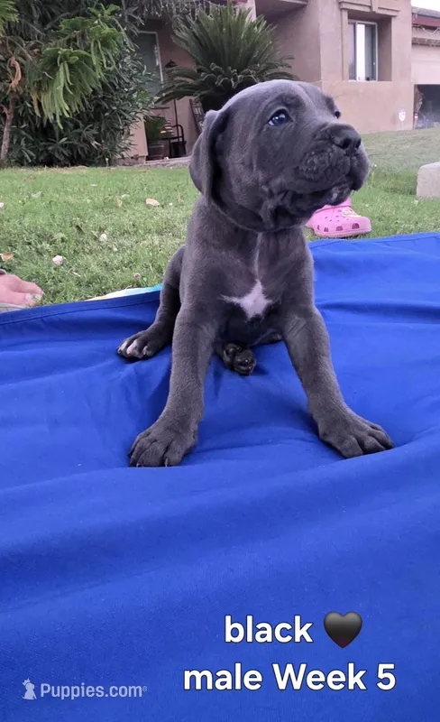 Mr. Black  – Cane Corso puppy for sale in Bakersfield, CA