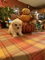 Casper, a male Bichon Frise and Maltese for sale in Viroqua, WI – 8 of 10