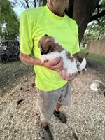 Sammy, a male Shichon for sale in Viroqua, WI – 4 of 5