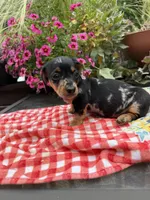 Cici, a female Miniature Dachshund for sale in Viroqua, WI – 3 of 8