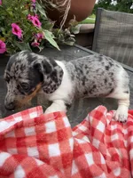 Chanel , a female Miniature Dachshund for sale in Viroqua, WI – 7 of 10