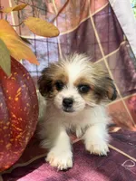 Maggie , a female Bichon Frise and Mal Shi for sale in Viroqua, WI – 2 of 10