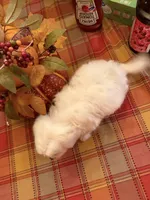 Olaf, a male Bichon Frise and Maltese for sale in Viroqua, WI – 3 of 7