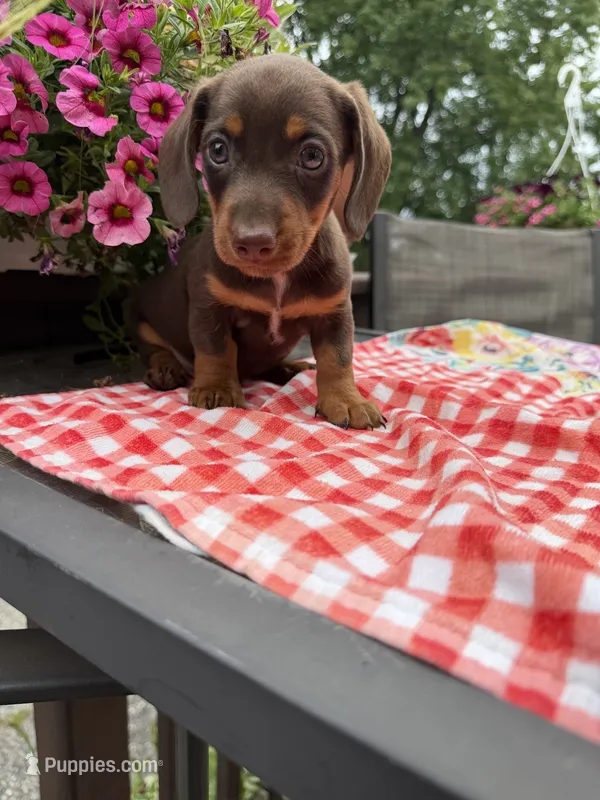 Snickers – Miniature Dachshund puppy for sale in Viroqua, WI
