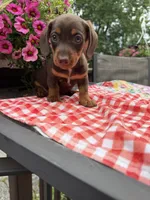 Snickers, a male Miniature Dachshund for sale in Viroqua, WI – 1 of 10