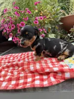 Cici, a female Miniature Dachshund for sale in Viroqua, WI – 7 of 8