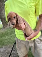 Harvey, a male Miniature Dachshund for sale in Viroqua, WI – 2 of 10