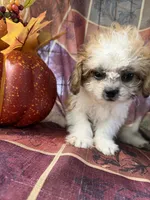 Furbie, a male Bichon Frise and Mal Shi for sale in Viroqua, WI – 4 of 9