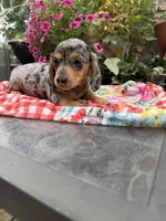 Ángel , a female Miniature Dachshund for sale in Viroqua, WI – 3 of 10