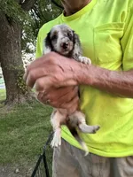Helen, a female Miniature Dachshund for sale in Viroqua, WI – 7 of 10