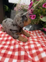 Bridger , a male Miniature Dachshund for sale in Viroqua, WI – 7 of 10