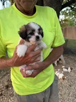 Sofia, a female Maltese and Shih Tzu for sale in Viroqua, WI – 3 of 9