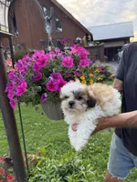 Bobby, a male Shichon for sale in Viroqua, WI – 3 of 5