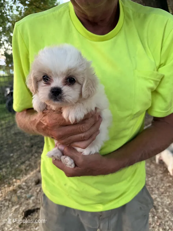 Chanel  – Maltese, Shih Tzu puppy for sale in Viroqua, WI