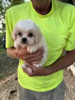 Chanel , a female Maltese and Shih Tzu for sale in Viroqua, WI – 1 of 8