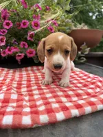 Sugar pop, a female Miniature Dachshund for sale in Viroqua, WI – 3 of 10