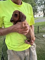 Harold, a male Miniature Dachshund for sale in Viroqua, WI – 8 of 8