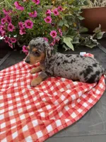 Ángel , a female Miniature Dachshund for sale in Viroqua, WI – 9 of 10