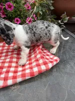 Chanel , a female Miniature Dachshund for sale in Viroqua, WI – 4 of 10