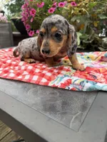 Ángel , a female Miniature Dachshund for sale in Viroqua, WI – 4 of 10