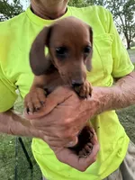 Harold, a male Miniature Dachshund for sale in Viroqua, WI – 4 of 8