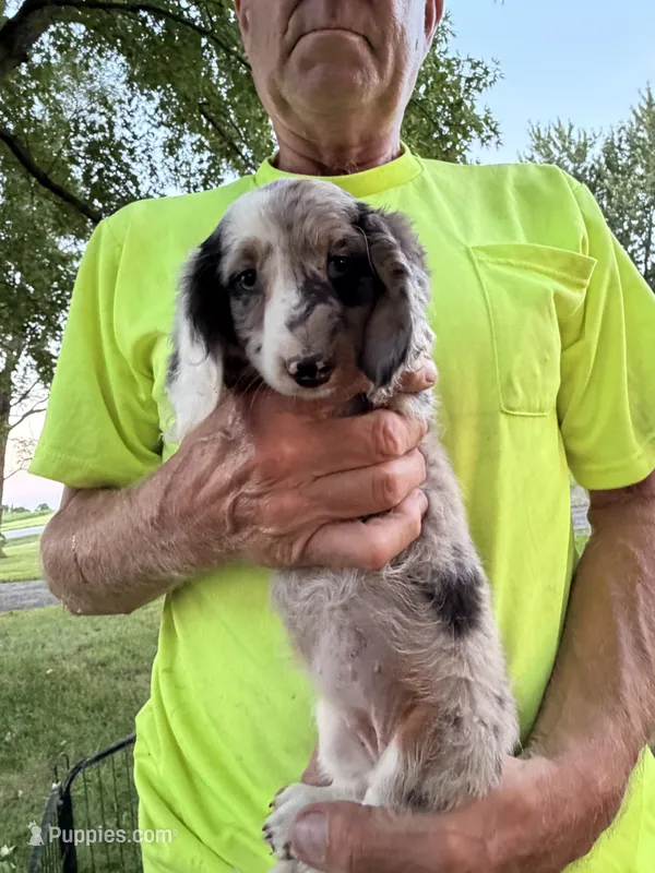 Helen – Miniature Dachshund puppy for sale in Viroqua, WI