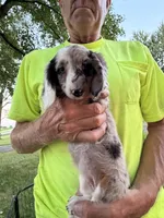 Helen, a female Miniature Dachshund for sale in Viroqua, WI – 1 of 10