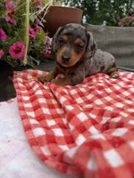 Bridger , a male Miniature Dachshund for sale in Viroqua, WI – 3 of 10