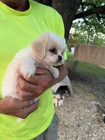 Chanel , a female Maltese and Shih Tzu for sale in Viroqua, WI – 4 of 8
