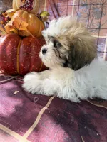 Sara, a female Maltese and Shih Tzu for sale in Viroqua, WI – 9 of 10