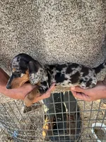 Fancy, a female Miniature Dachshund for sale in Viroqua, WI – 4 of 10