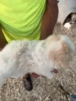 Chanel , a female Maltese and Shih Tzu for sale in Viroqua, WI – 3 of 8