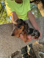 Phoebe , a female Miniature Dachshund for sale in Viroqua, WI – 10 of 10