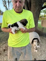 Tina, a female Shichon for sale in Viroqua, WI – 2 of 5