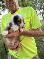 Helen, a female Miniature Dachshund for sale in Viroqua, WI – 5 of 10