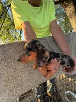 Phoebe , a female Miniature Dachshund for sale in Viroqua, WI – 4 of 10