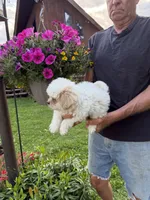 Billy , a male Shichon for sale in Viroqua, WI – 3 of 5