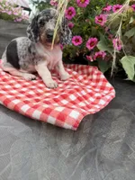 Chanel , a female Miniature Dachshund for sale in Viroqua, WI – 6 of 10