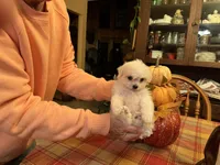 Casper, a male Bichon Frise and Maltese for sale in Viroqua, WI – 6 of 10