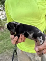 Wendy, a female Miniature Dachshund for sale in Viroqua, WI – 2 of 10