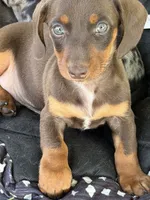 Snickers, a male Miniature Dachshund for sale in Viroqua, WI – 2 of 10