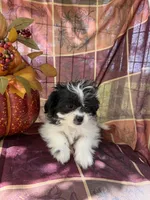 Misty, a female Bichon Frise and Mal Shi for sale in Viroqua, WI – 6 of 8