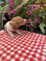 Sugar pop, a female Miniature Dachshund for sale in Viroqua, WI – 8 of 10