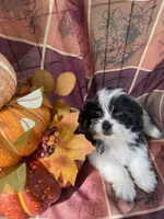 Marley, a male Bichon Frise and Mal Shi for sale in Viroqua, WI – 2 of 7