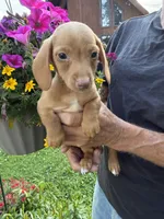 Fritz, a male Miniature Dachshund for sale in Viroqua, WI – 2 of 6