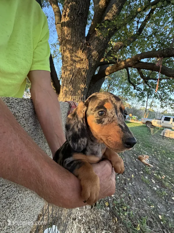 Phoebe  – Miniature Dachshund puppy for sale in Viroqua, WI