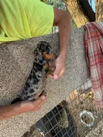 Phoebe , a female Miniature Dachshund for sale in Viroqua, WI – 6 of 10