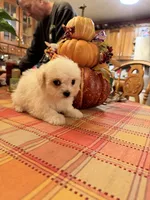 Casper, a male Bichon Frise and Maltese for sale in Viroqua, WI – 9 of 10